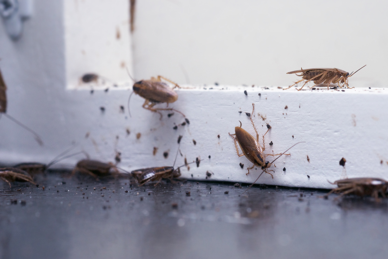 Roaches in Your Restaurant: Commercial Pest Control is Vital