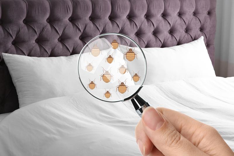 Don’t Let The Bed Bugs Bite! How To Handle A Bed Bug Infestation