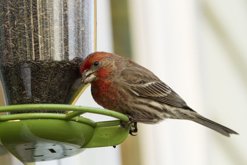 How to Enjoy Your Backyard Space Free of Pests