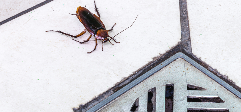 Home Repairs You Should Make to Prevent Pest Issues