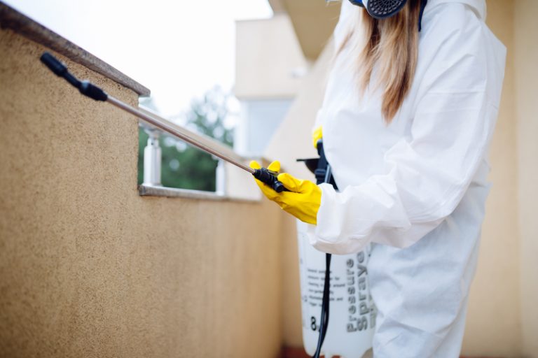 How to Recover After Termite Damage in Iowa D&R Pest Control